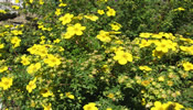 Gartenplanung Neugestaltung